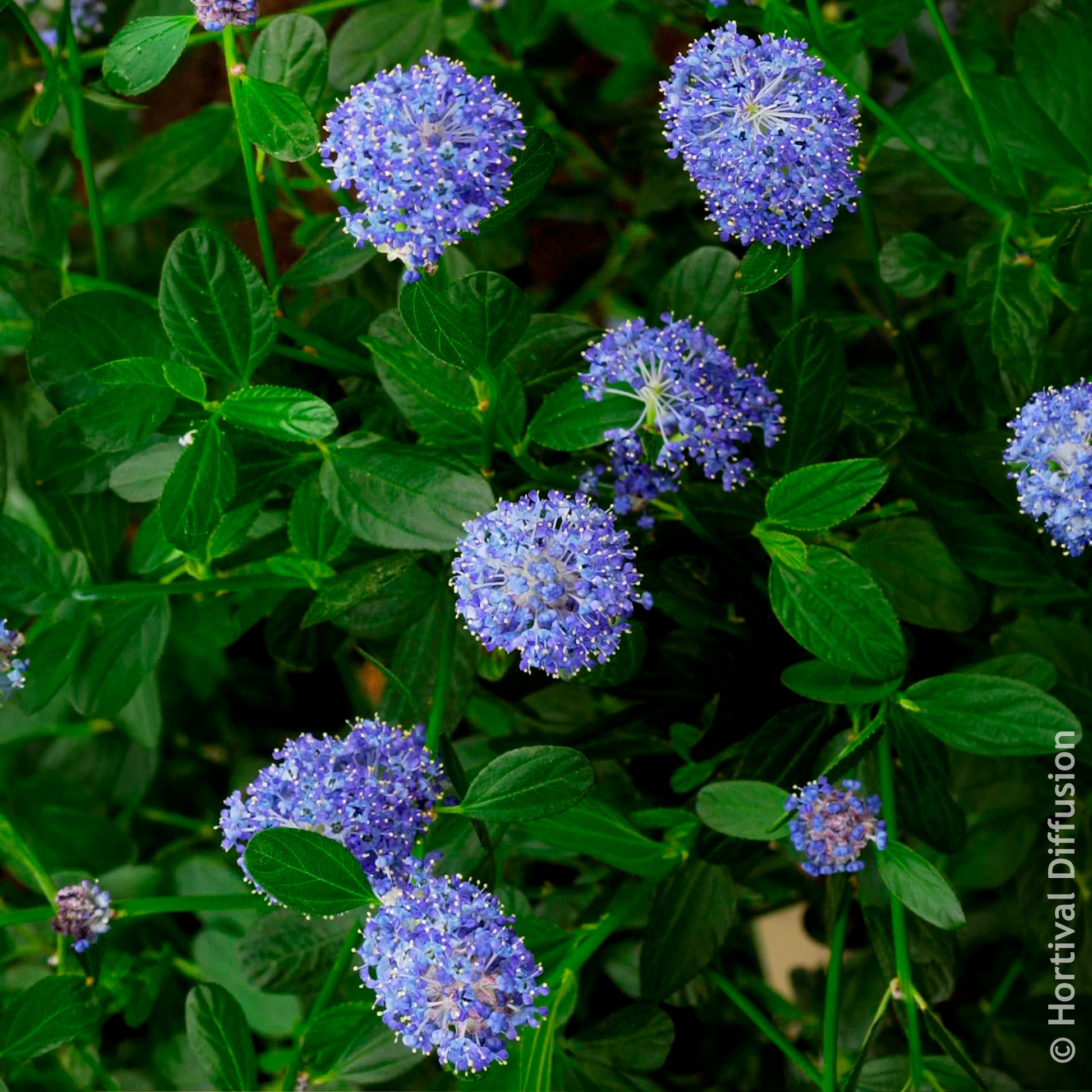 Verkoop Ceanothus Skylark / Amerikaanse sering - Ceanothus thyrsiflorus Skylark