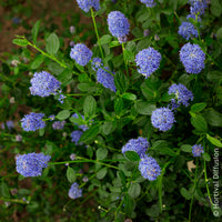 Amerikaanse - Ceanothus Skylark / Amerikaanse sering - Ceanothus thyrsiflorus Skylark