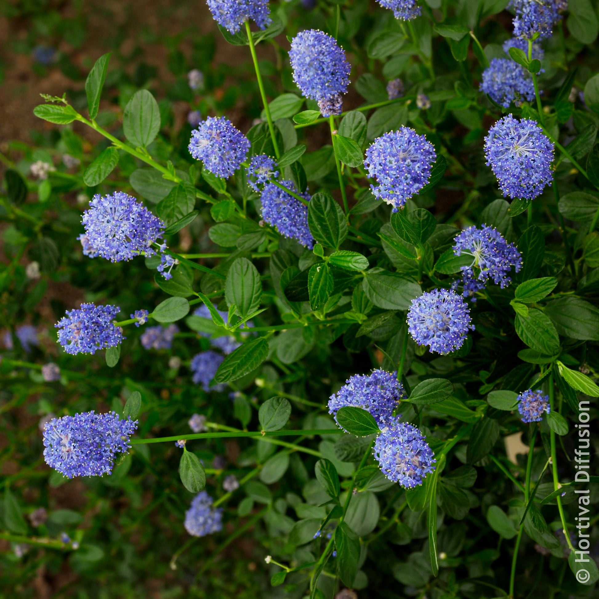 Amerikaanse - Ceanothus Skylark / Amerikaanse sering - Ceanothus thyrsiflorus Skylark