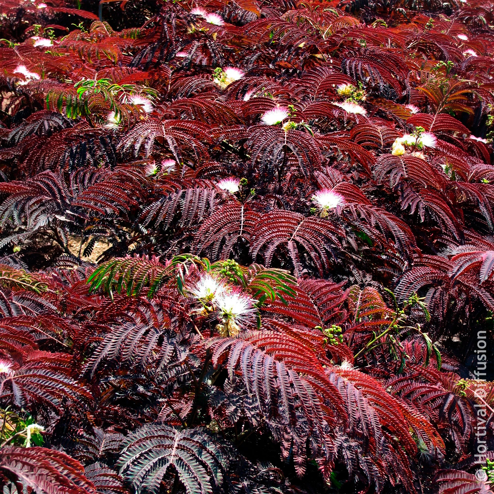 Verkoop Perzische slaapboom 'Summer Chocolate®' - Albizia julibrissin Summer Chocolate®