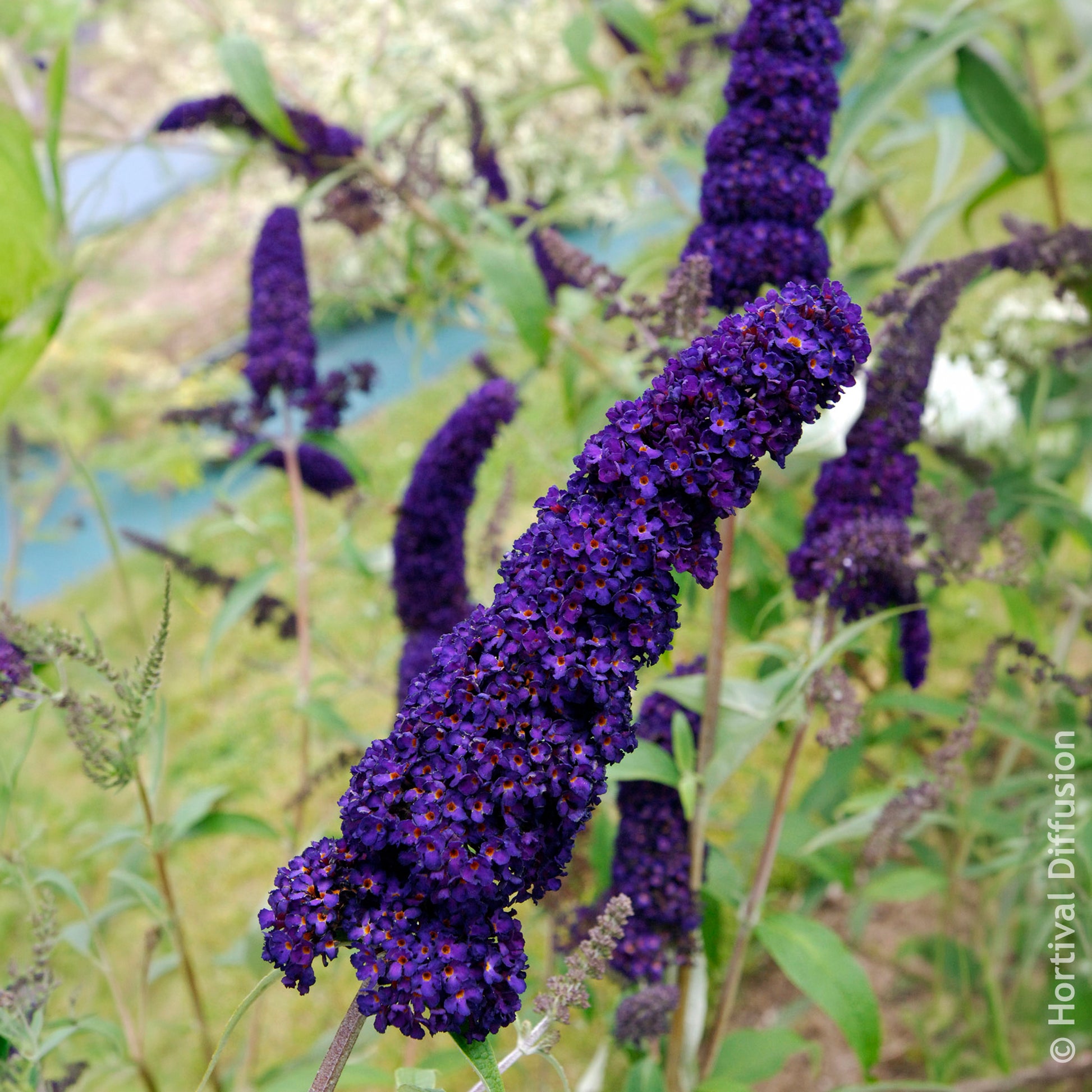 Verkoop Vlinderstruik 'Black Knight' - Buddleja davidii Black Knight