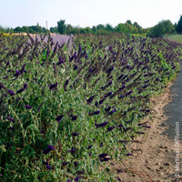 Verkoop Vlinderstruik 'Black Knight'