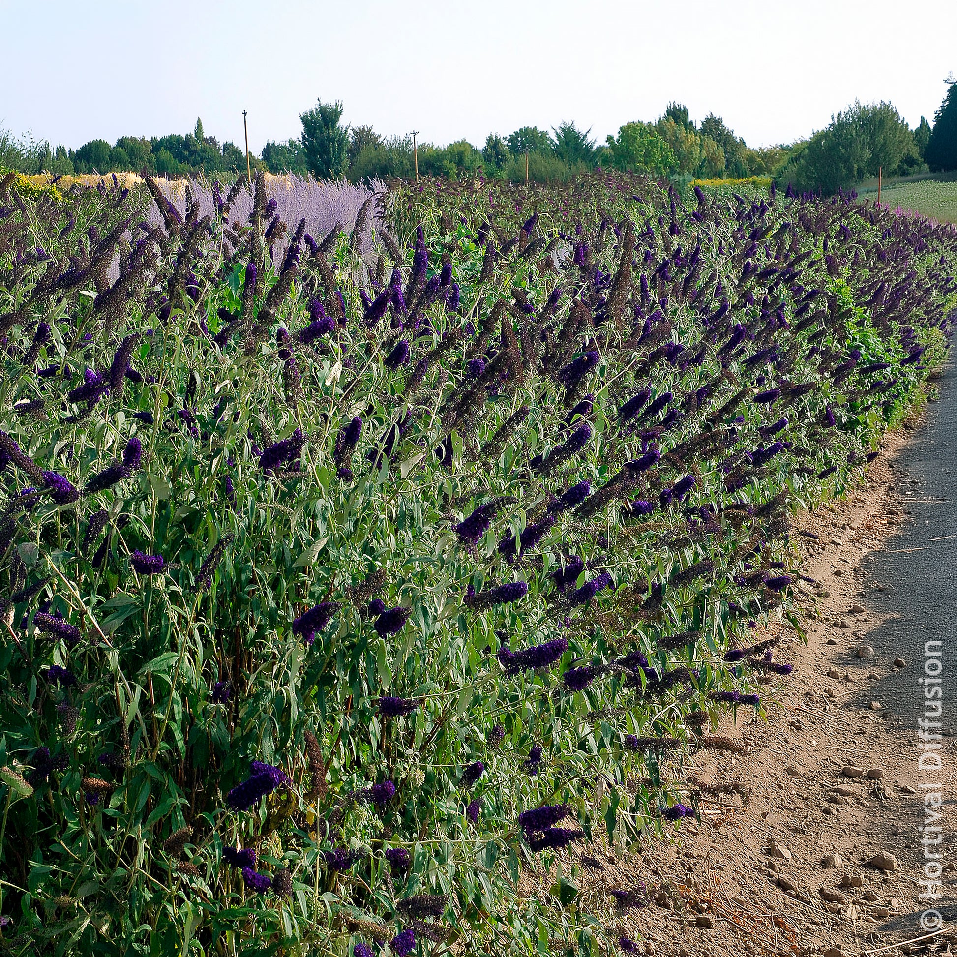 Verkoop Vlinderstruik 'Black Knight'