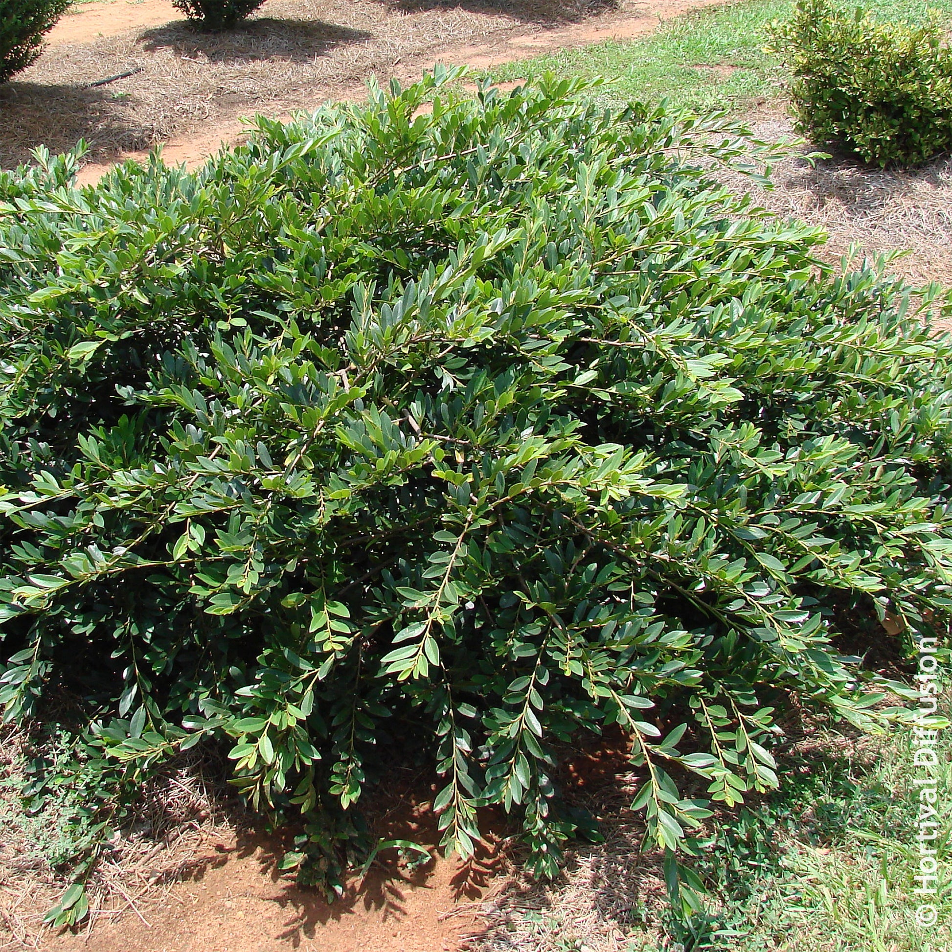 Distylium Vintage Jade - Bakker