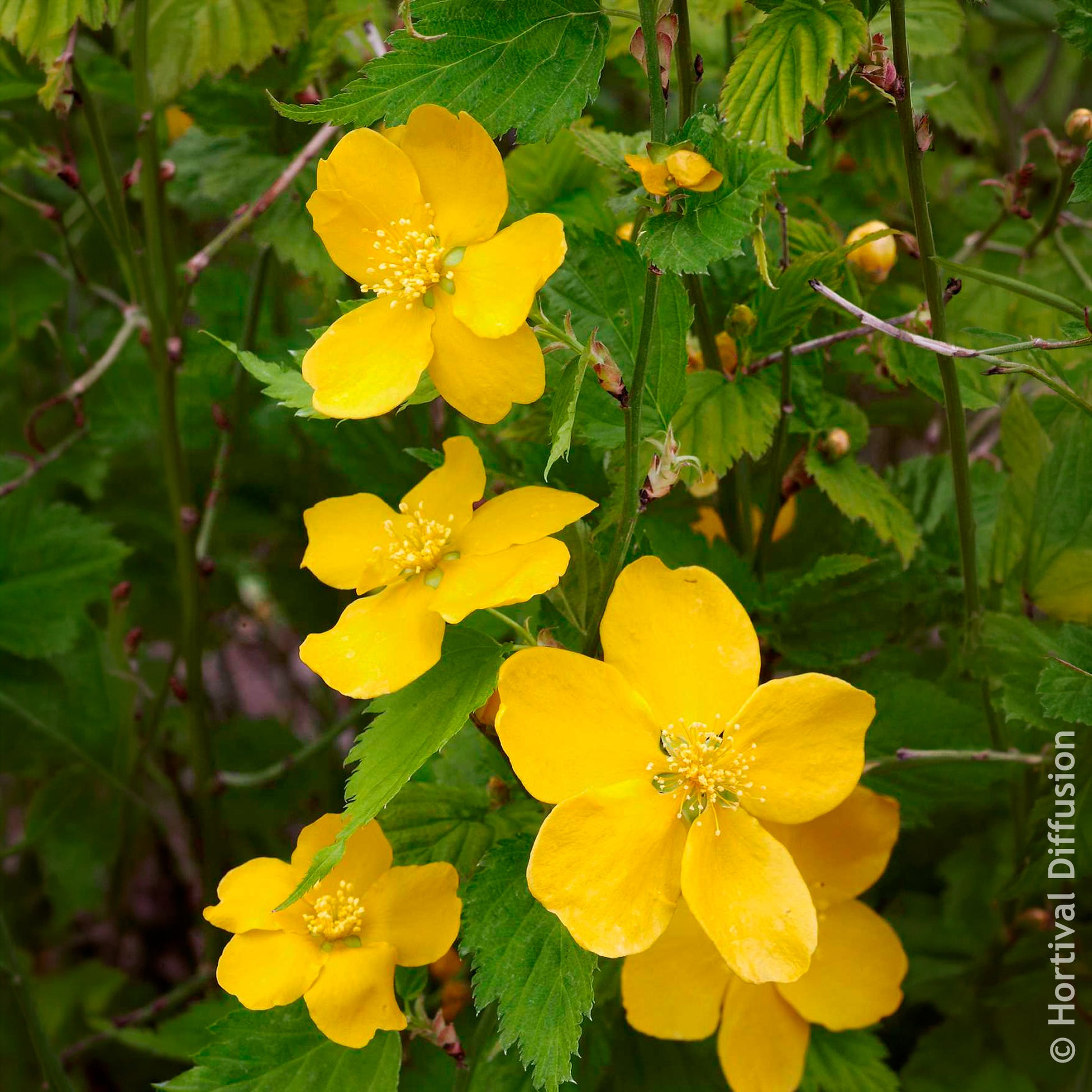 Verkoop Kerria japonica Golden Guinea - Ranonkelstruik Golden Guinea