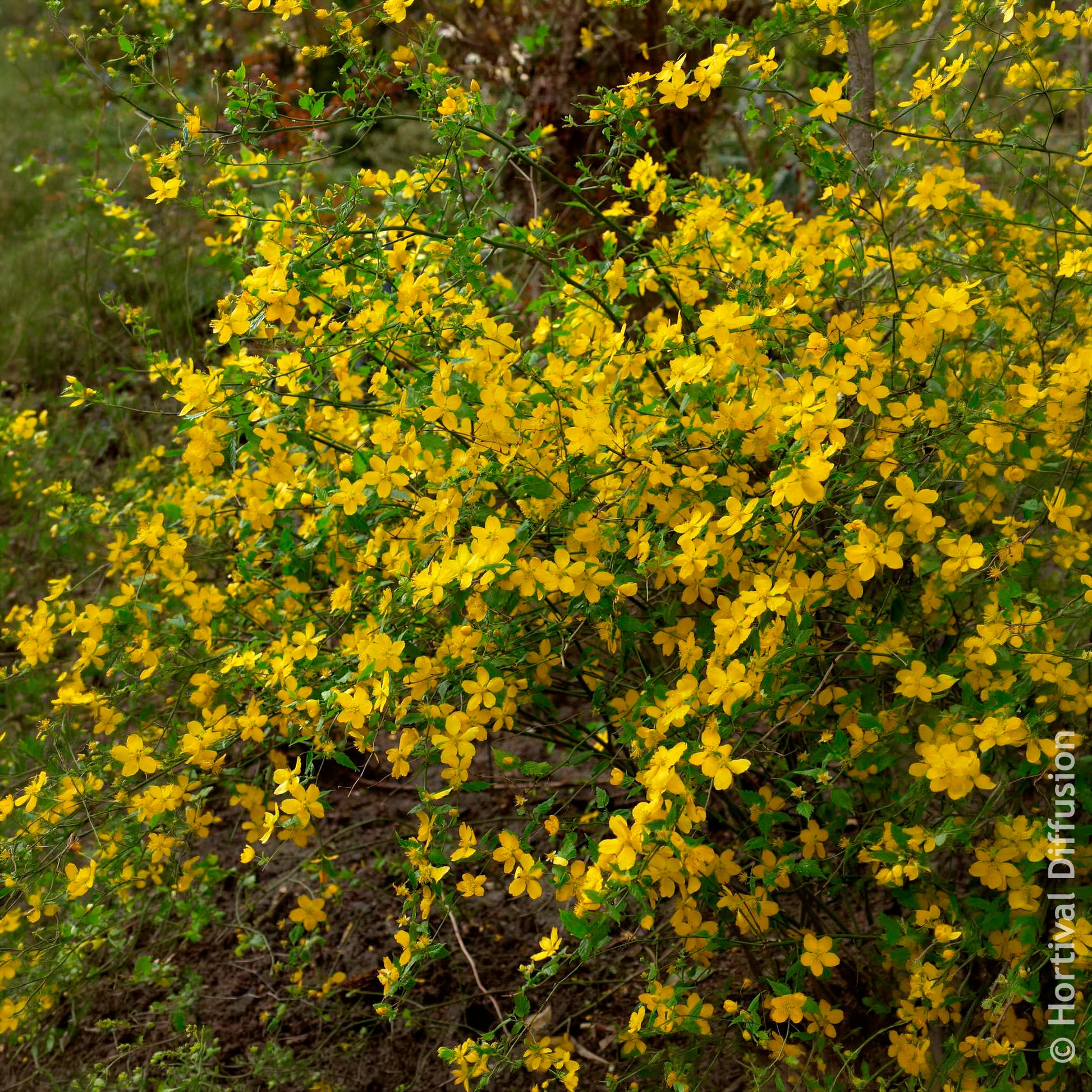Ranonkelstruik Golden Guinea - Bloeiende heesters - Bakker