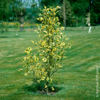 Verkoop Bonte tulpenboom - Liriodendron tulipifera Aureomarginata