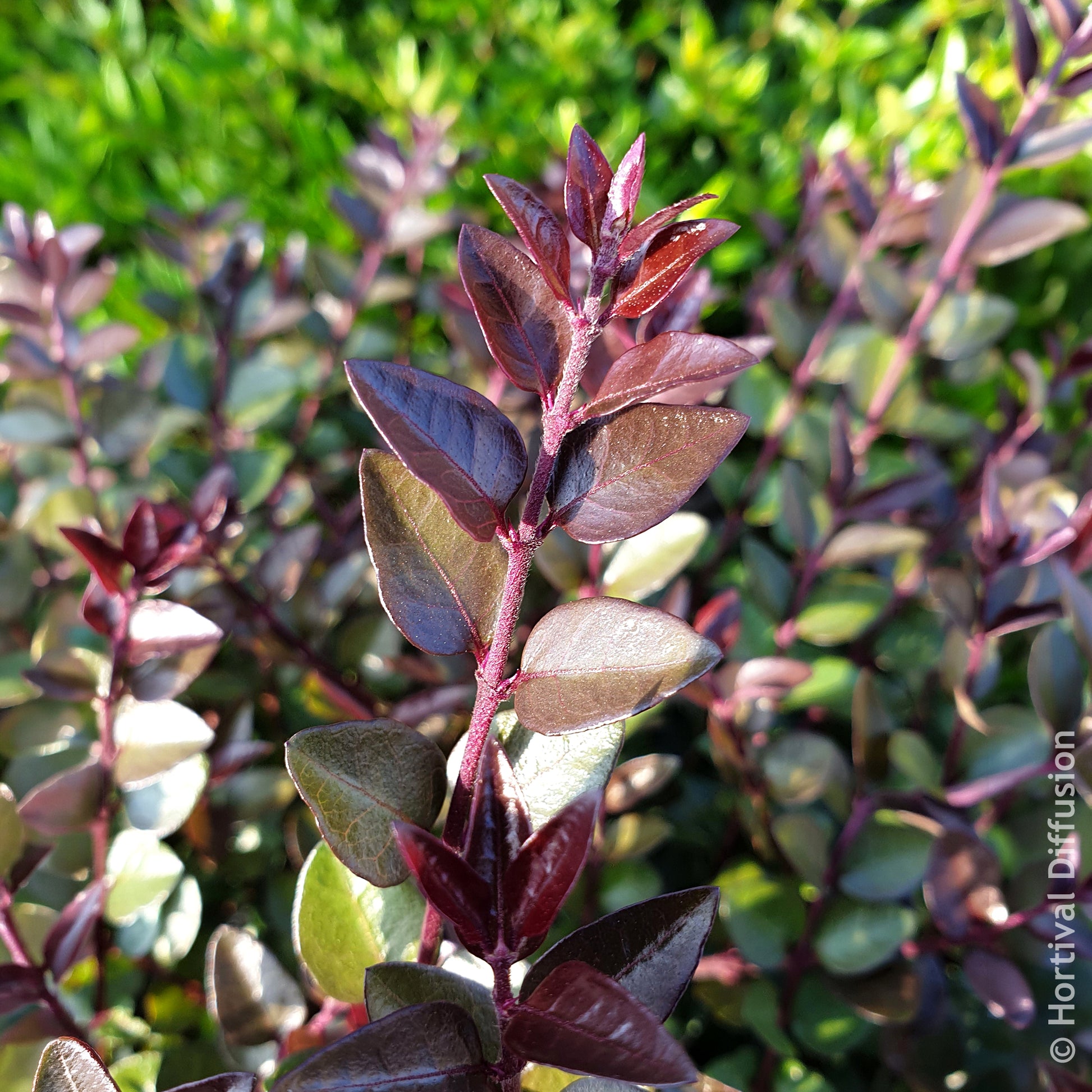 Kamperfoelie - Struikkamperfoelie Purple Storm - Lonicera nitida Garden Clouds Purple Storm