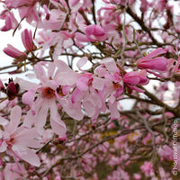 Magnolia Leonard Messel - Magnolia - Bakker