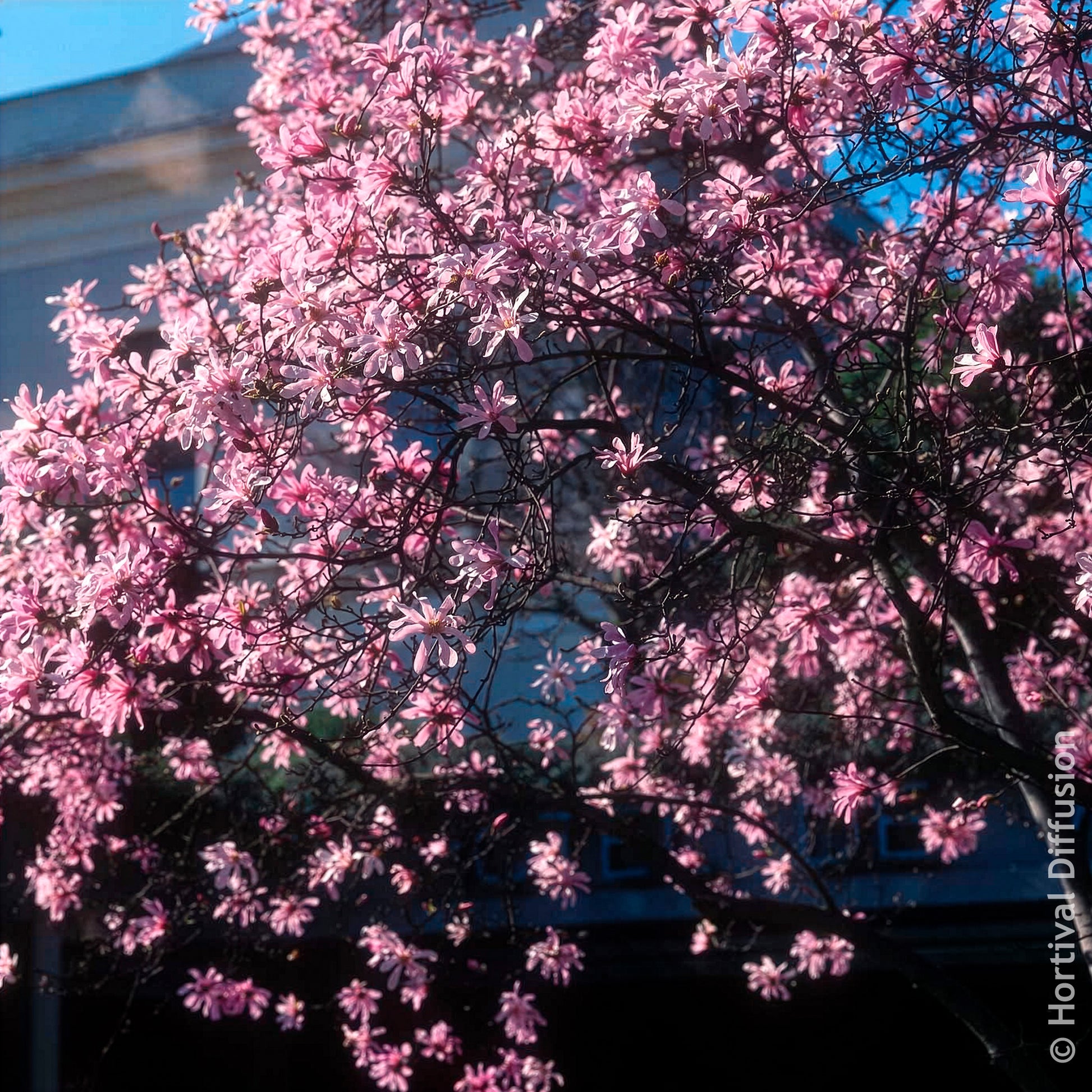 Verkoop Magnolia Leonard Messel - Magnolia
