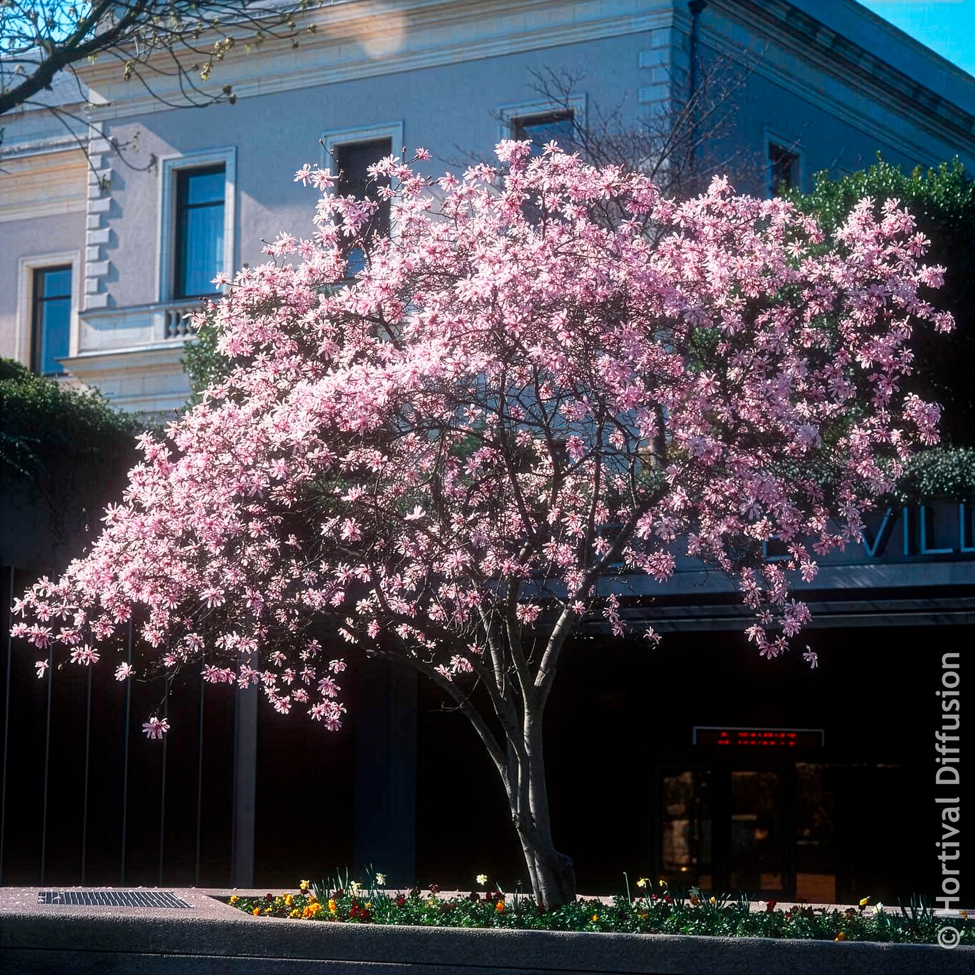 Verkoop Magnolia - Magnolia Leonard Messel