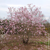 Verkoop Magnolia loebneri Leonard Messel - Magnolia Leonard Messel