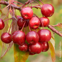 Verkoop Sierappel Coccinella - Malus Coccinella