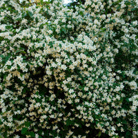 Verkoop Philadelphus coronarius - Boerenjasmijn