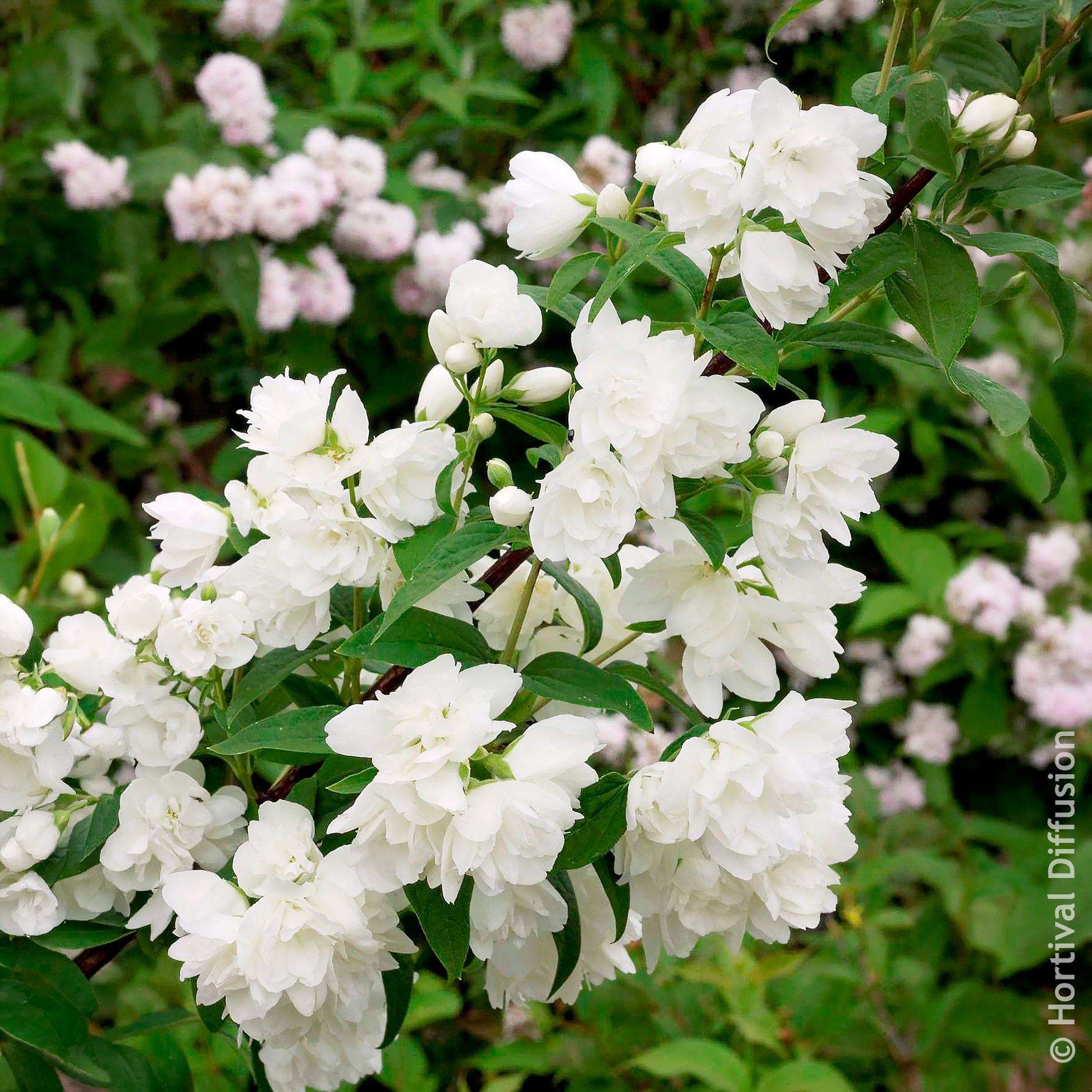 Philadelphus Snowbelle - Boerenjasmijn Snowbelle - Bloeiende heesters