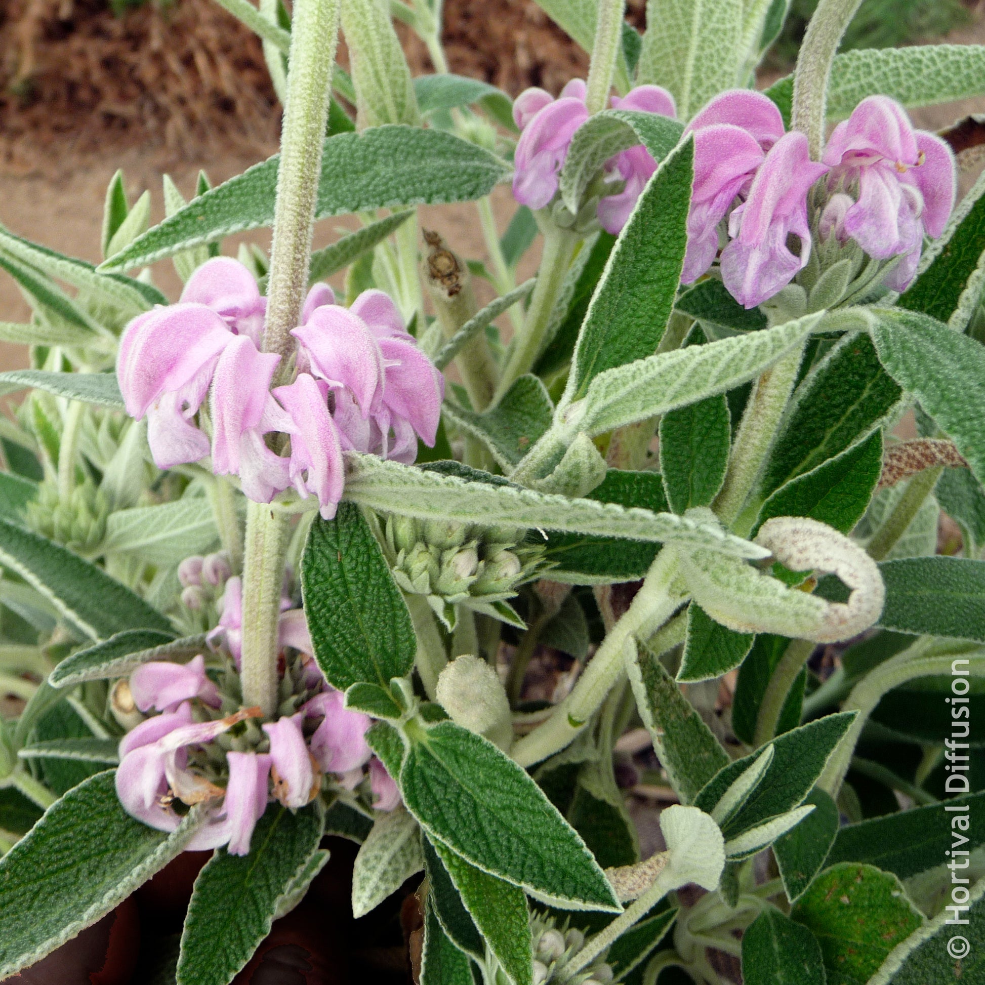Salie - Paarse brandkruid - Phlomis purpurea