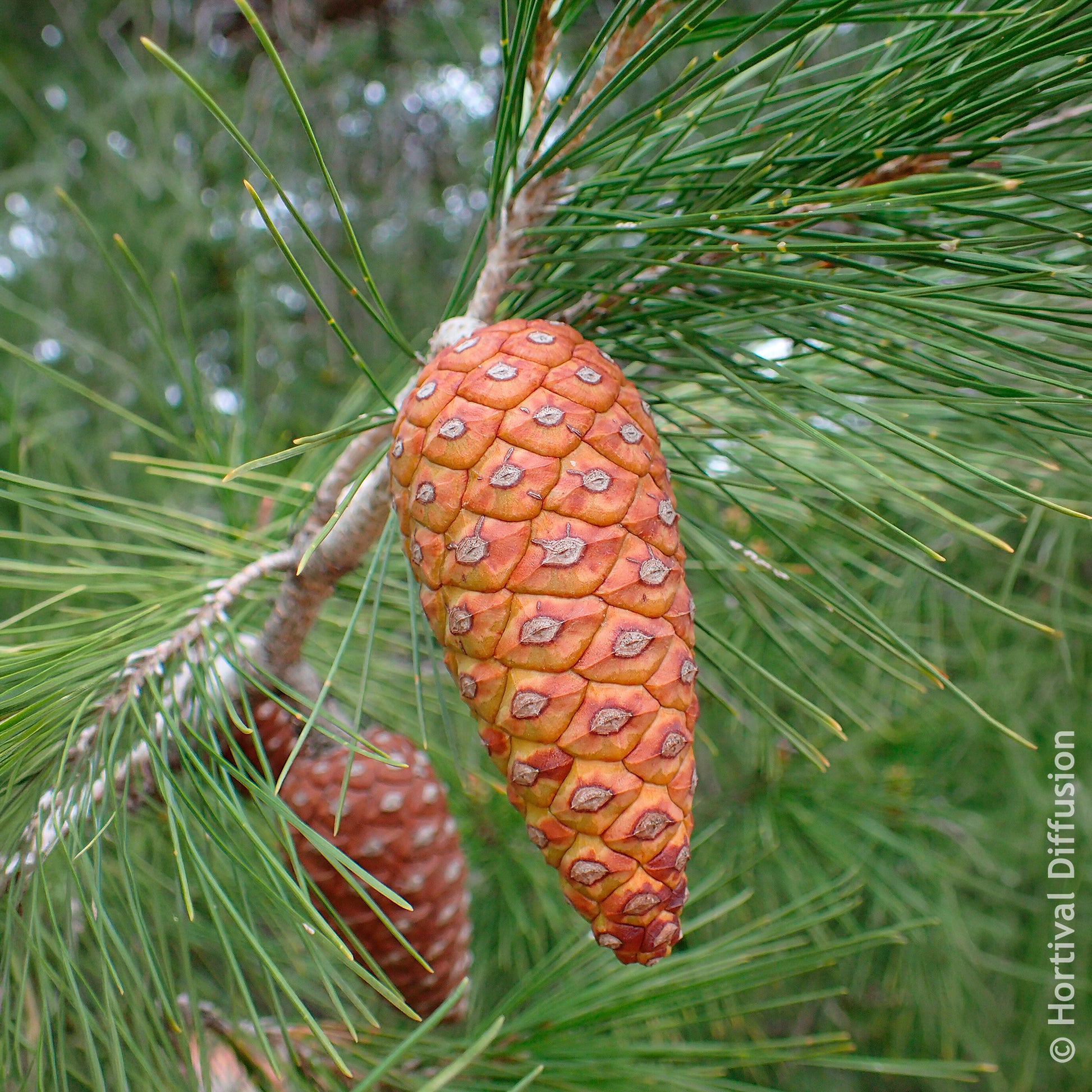 Den - Aleppoden - Pinus halepensis