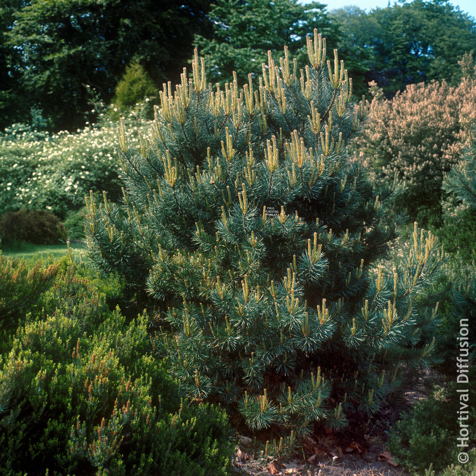 Verkoop Grove den Watereri - Pinus sylvestris Watereri