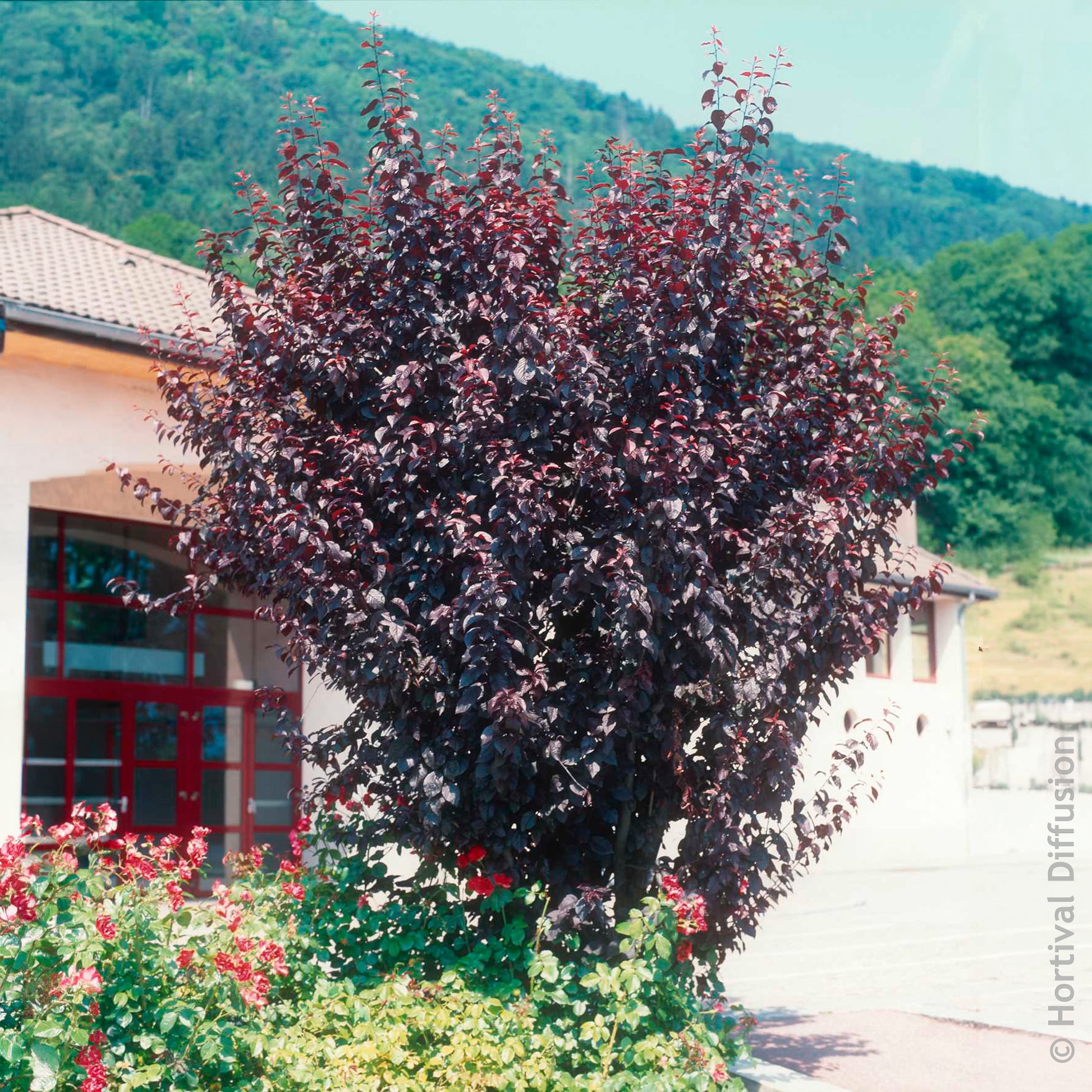 Bloeiende bomen - Sierpruim - Prunus cerasifera Atropurpurea