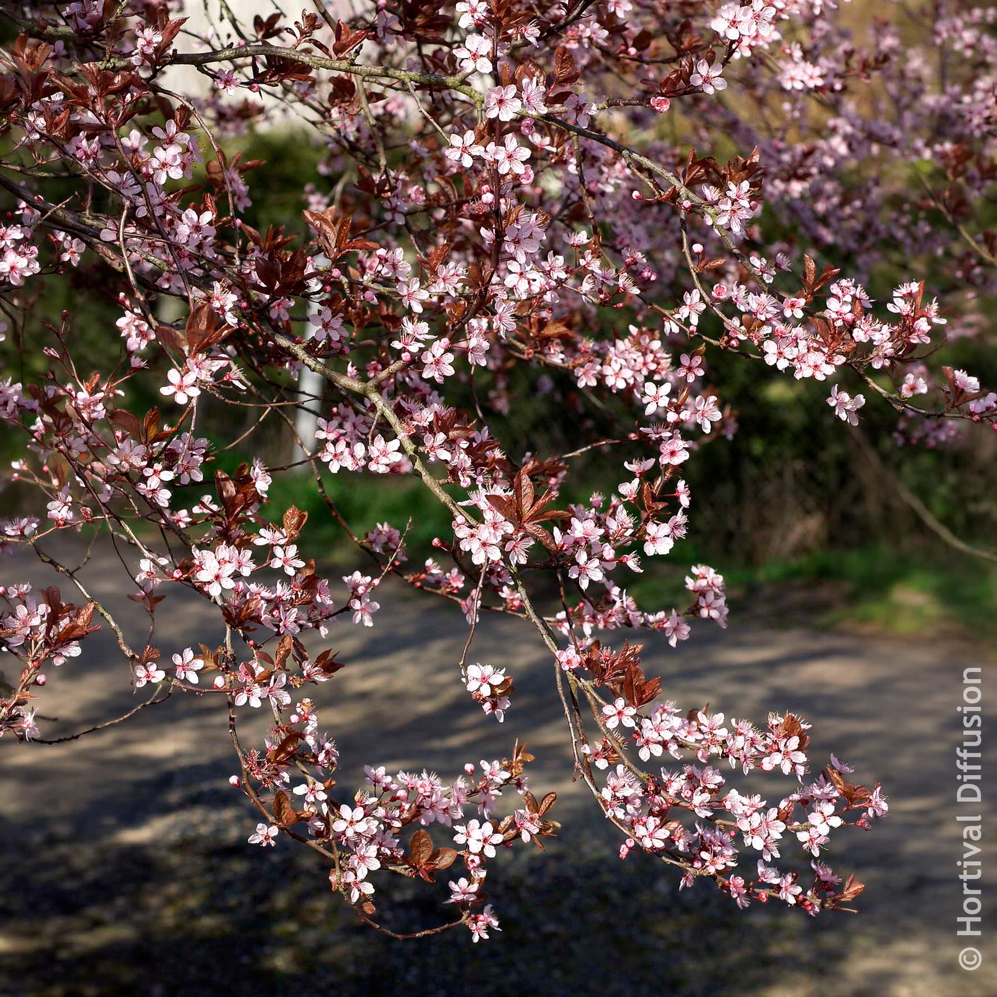 Verkoop Sierpruim - Prunus cerasifera Atropurpurea