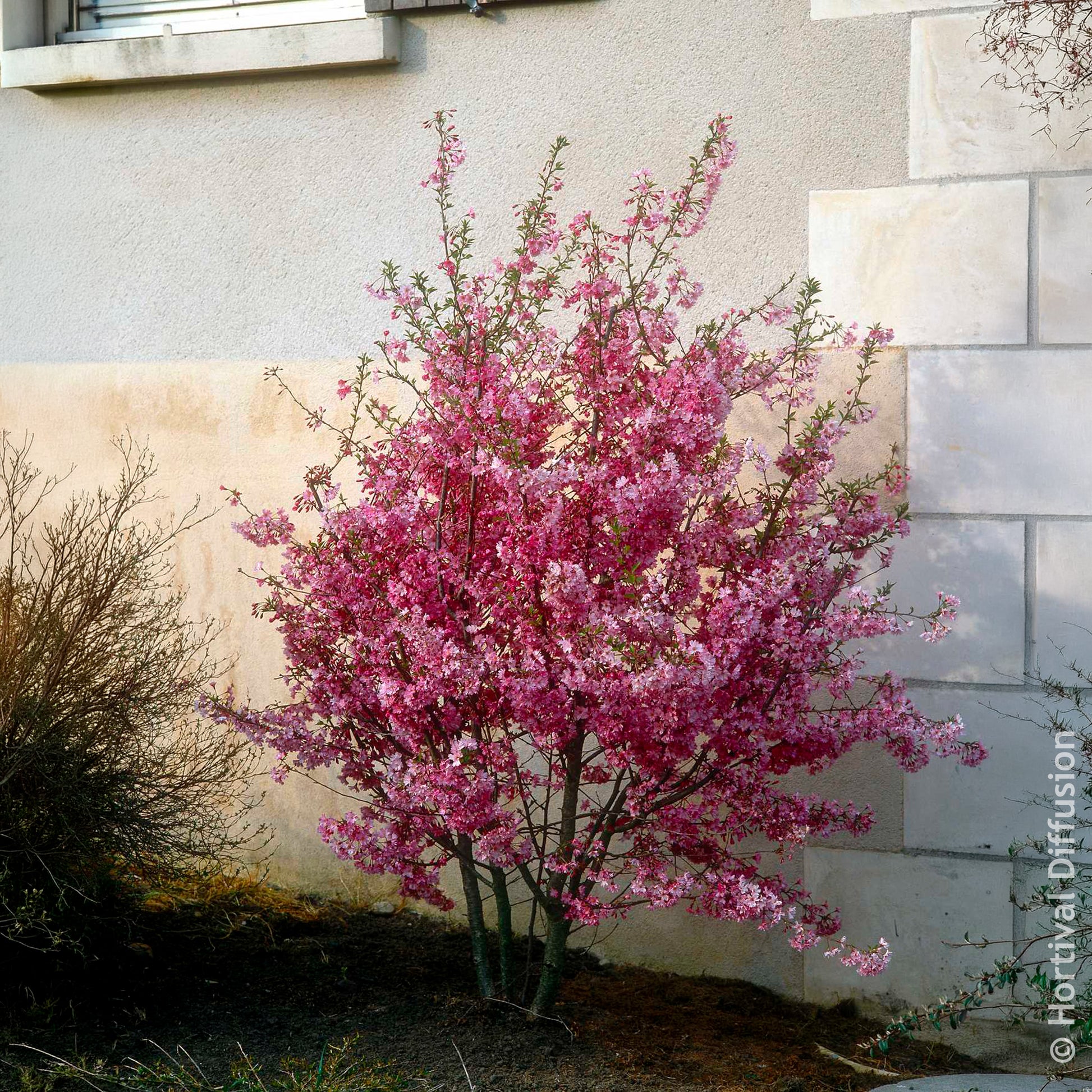 Japanse sierkers Fukubana - Prunus subhirtella Fukubana - Bakker