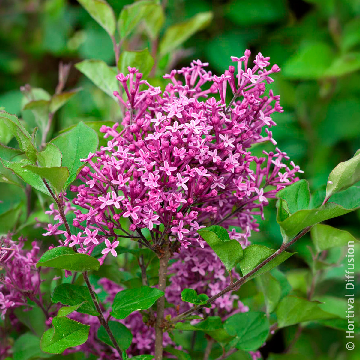 Verkoop Dwergsering 'Dark Purple'