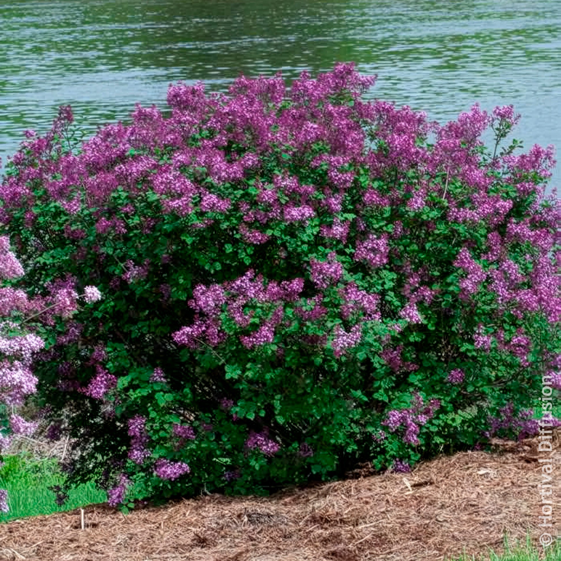 Syringa Bloomerang Dark Purple - Sering Bloomerang Dark Purple - Sering