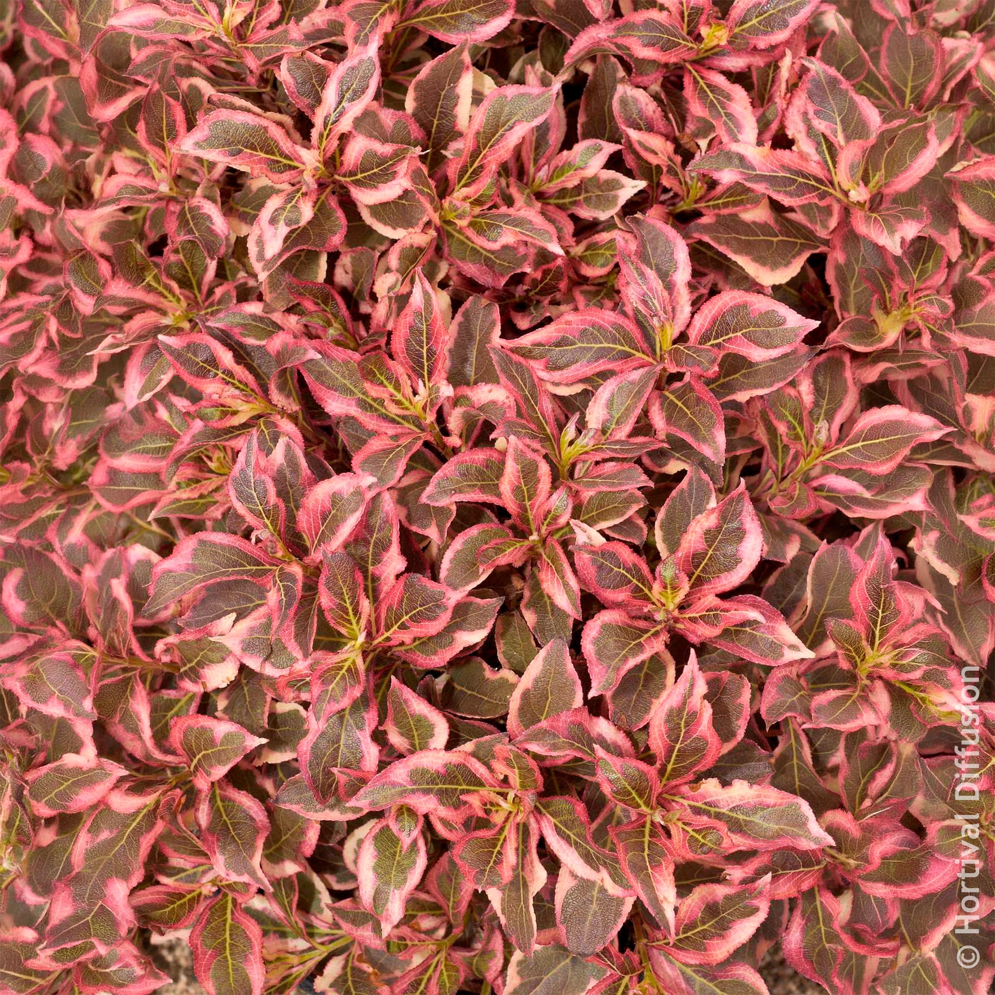 Verkoop Weigela Monet - Weigela florida Monet