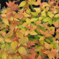 Abelia grandiflora Caramel Charm - Grootbloemige abelia Caramel Charm - Abelia