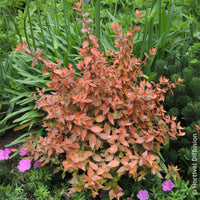 Grootbloemige abelia Caramel Charm - Abelia grandiflora Caramel Charm - Bakker