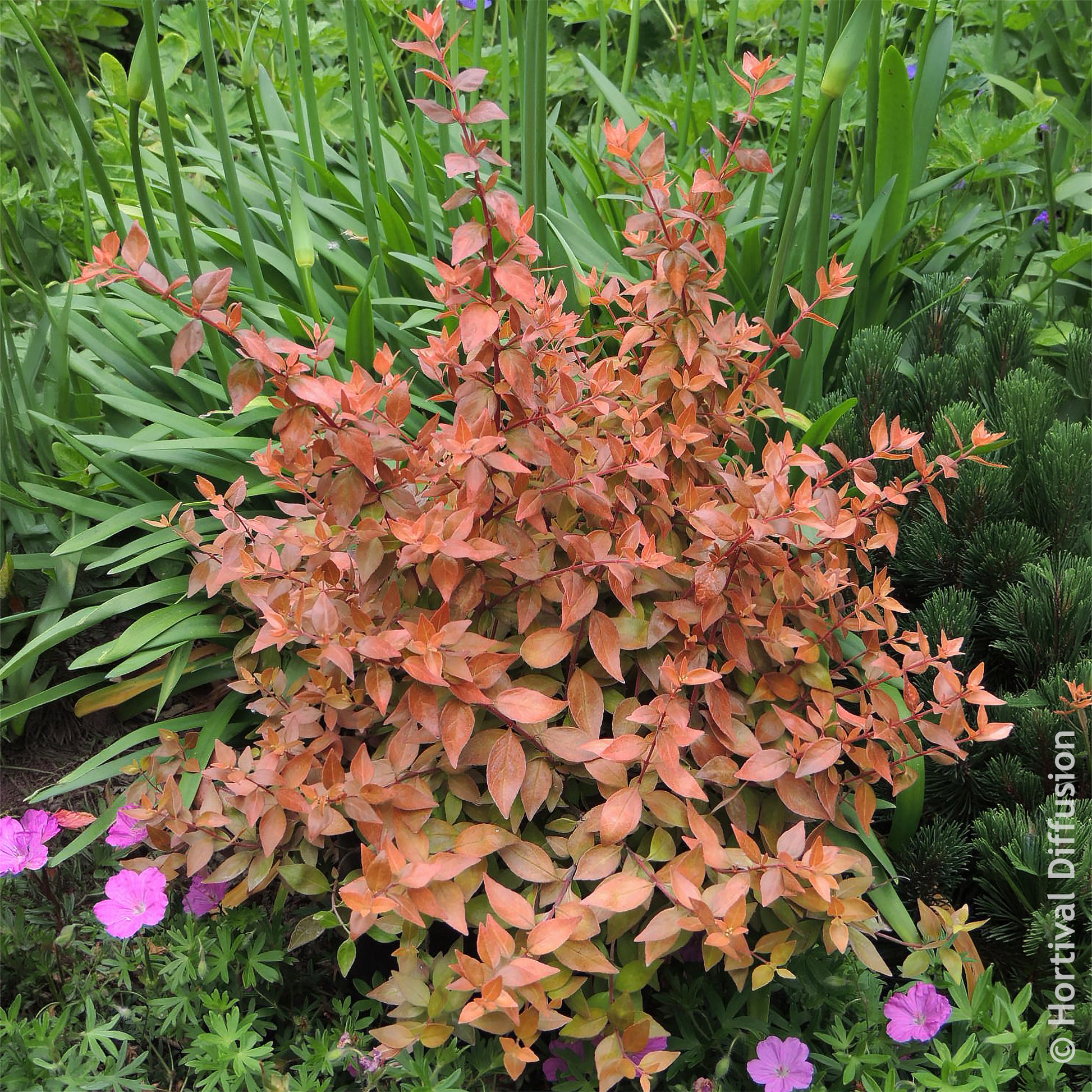 Grootbloemige abelia Caramel Charm - Abelia grandiflora Caramel Charm - Bakker
