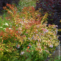 Verkoop Grootbloemige abelia Caramel Charm - Abelia grandiflora Caramel Charm
