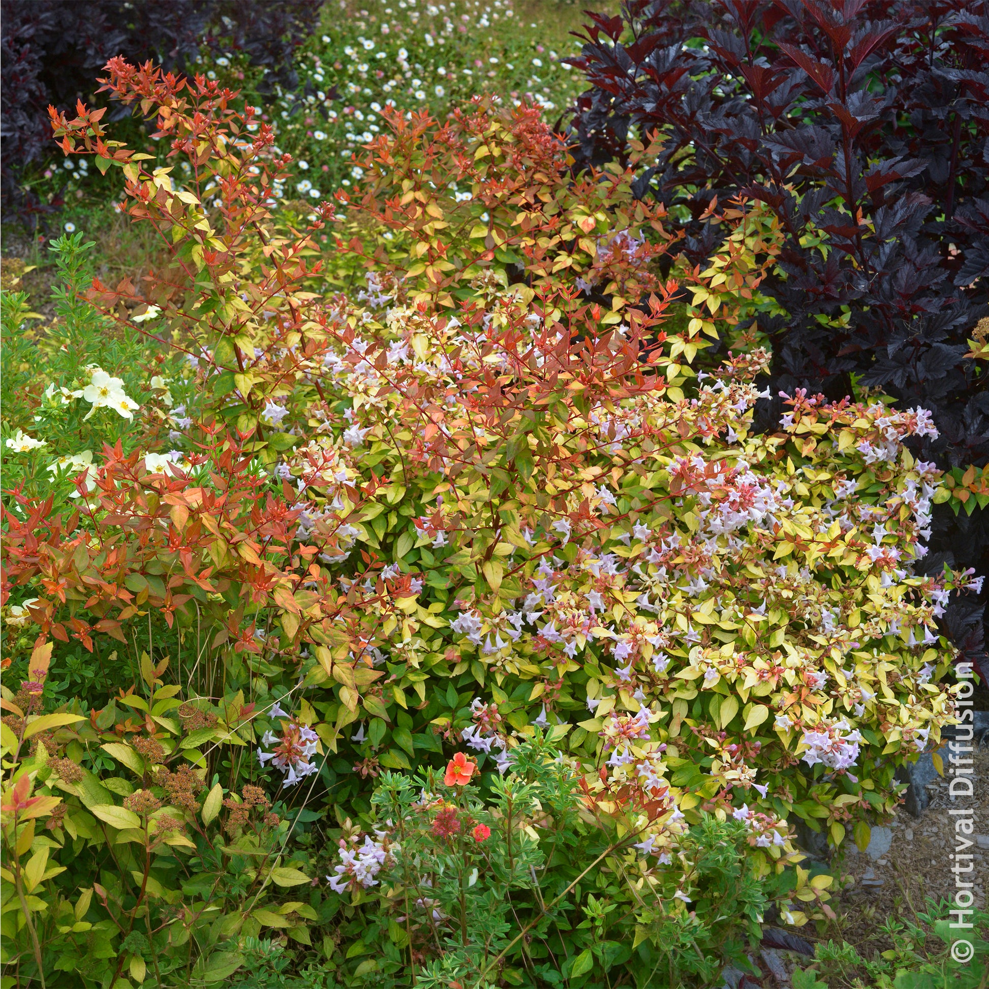 Verkoop Grootbloemige abelia Caramel Charm - Abelia grandiflora Caramel Charm