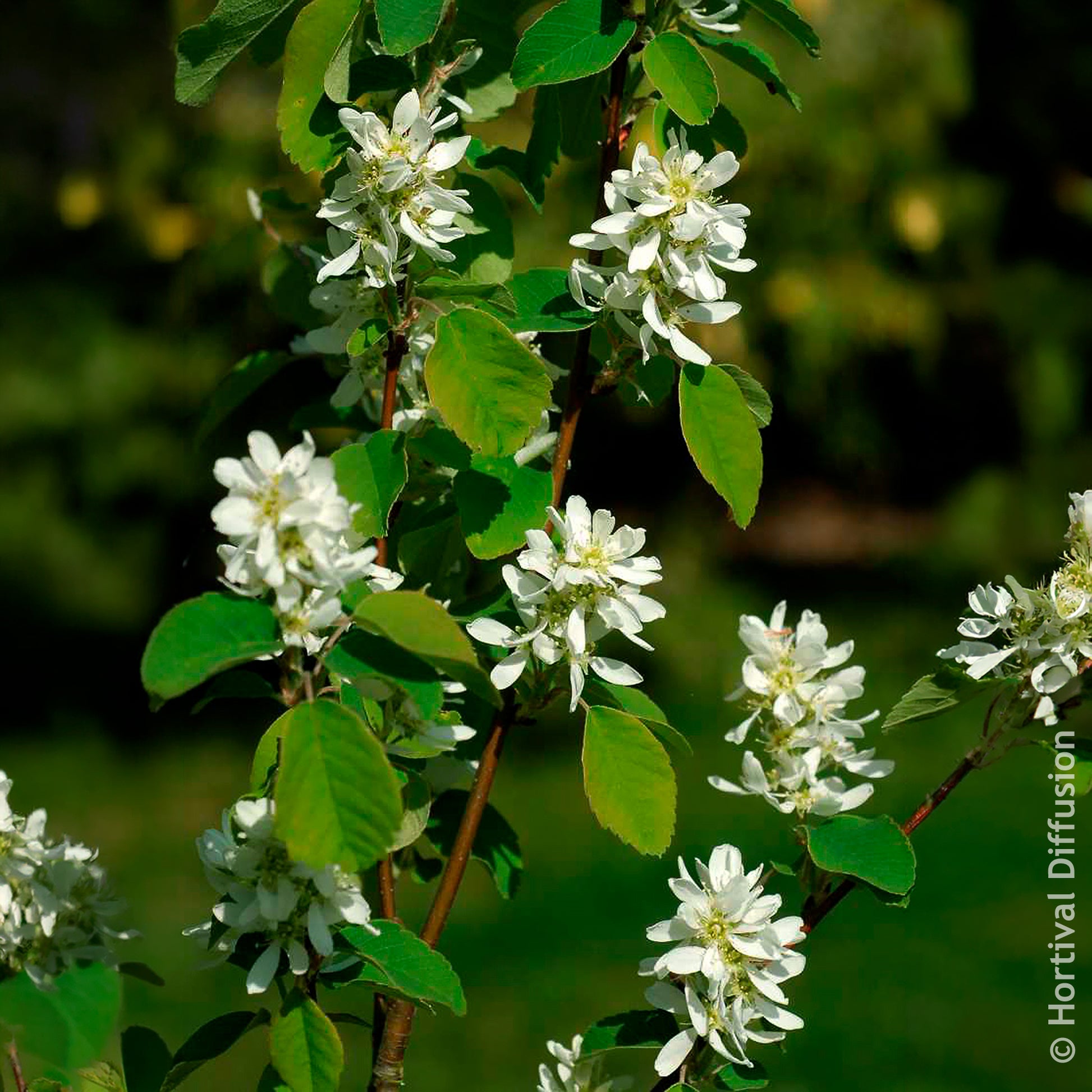 Amelanchier alnifolia Smokey - Elsbesbladige krentenboom Smokey - Bloeiende heesters