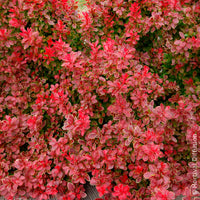 Berberis - Zuurbes Admiration - Berberis thunbergii Admiration