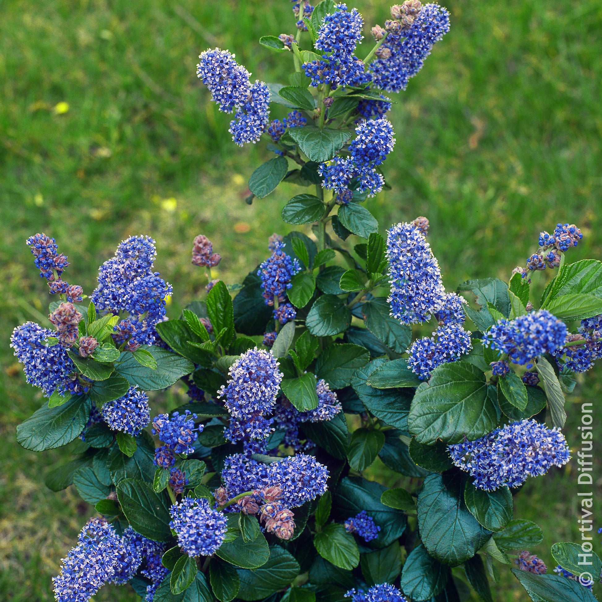 Amerikaanse sering Trewithen Blue - Bakker