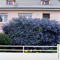 Amerikaanse sering Trewithen Blue - Ceanothus arboreus Trewithen Blue - Bakker