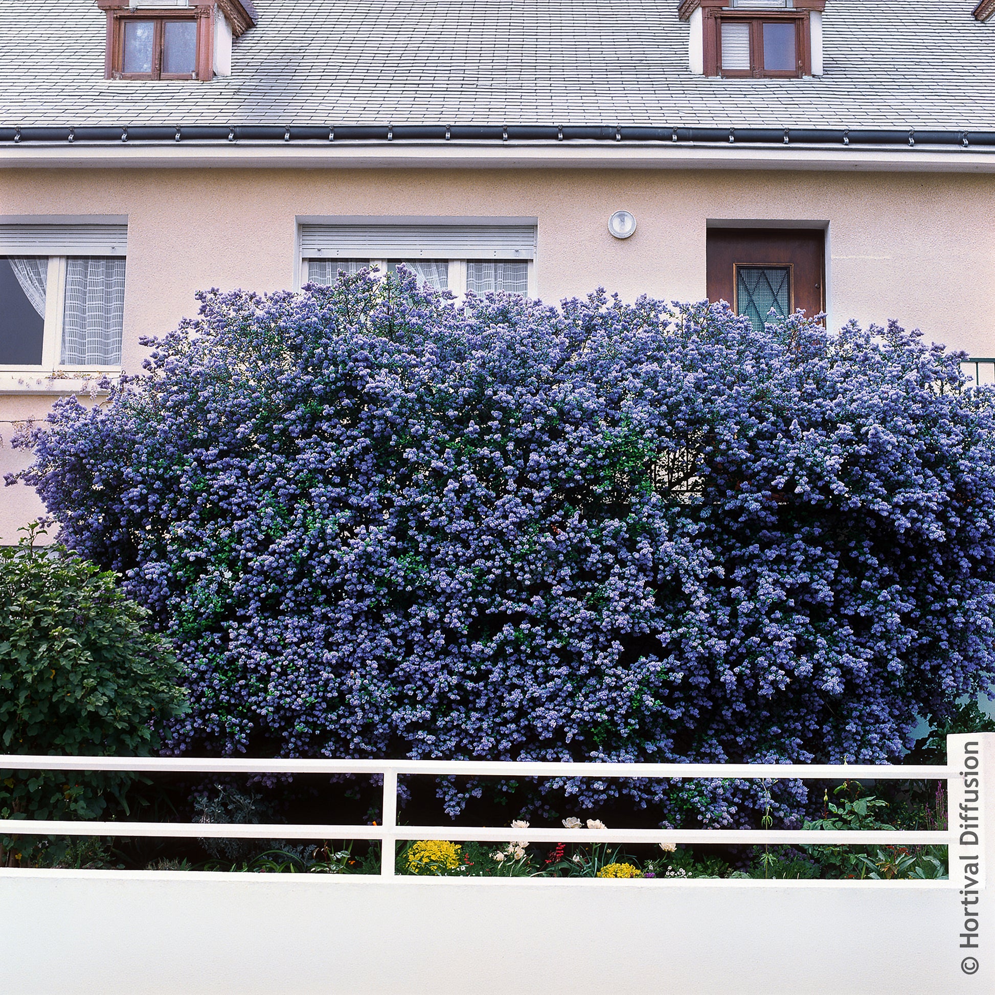 Amerikaanse sering Trewithen Blue - Ceanothus arboreus Trewithen Blue - Bakker