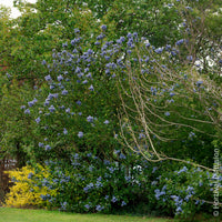Ceanothus arboreus Trewithen Blue - Amerikaanse sering Trewithen Blue - Amerikaanse