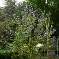 Amerikaanse - Amerikaanse sering Trewithen Blue - Ceanothus arboreus Trewithen Blue