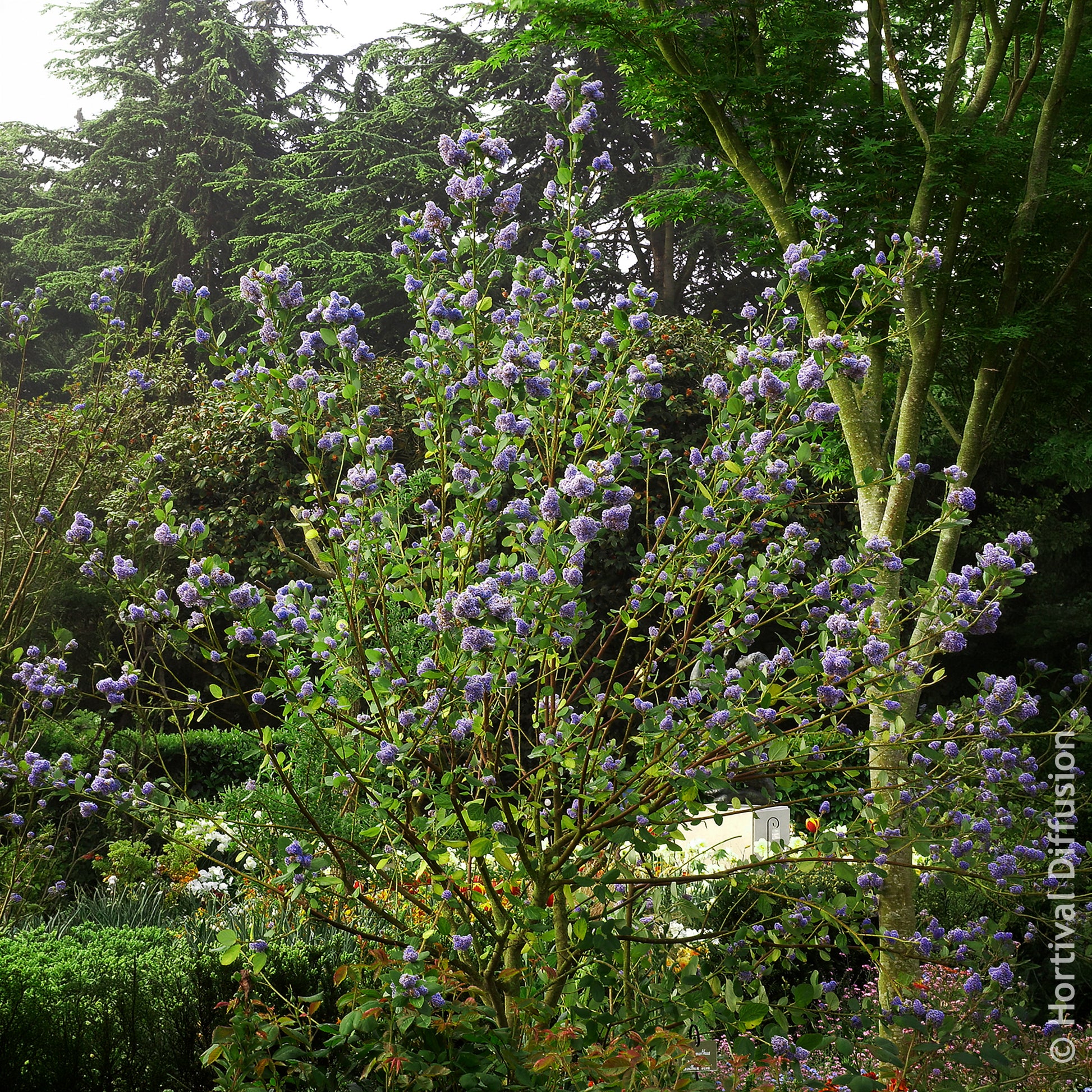 Amerikaanse - Amerikaanse sering Trewithen Blue - Ceanothus arboreus Trewithen Blue