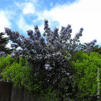 Verkoop Amerikaanse sering Trewithen Blue - Ceanothus arboreus Trewithen Blue