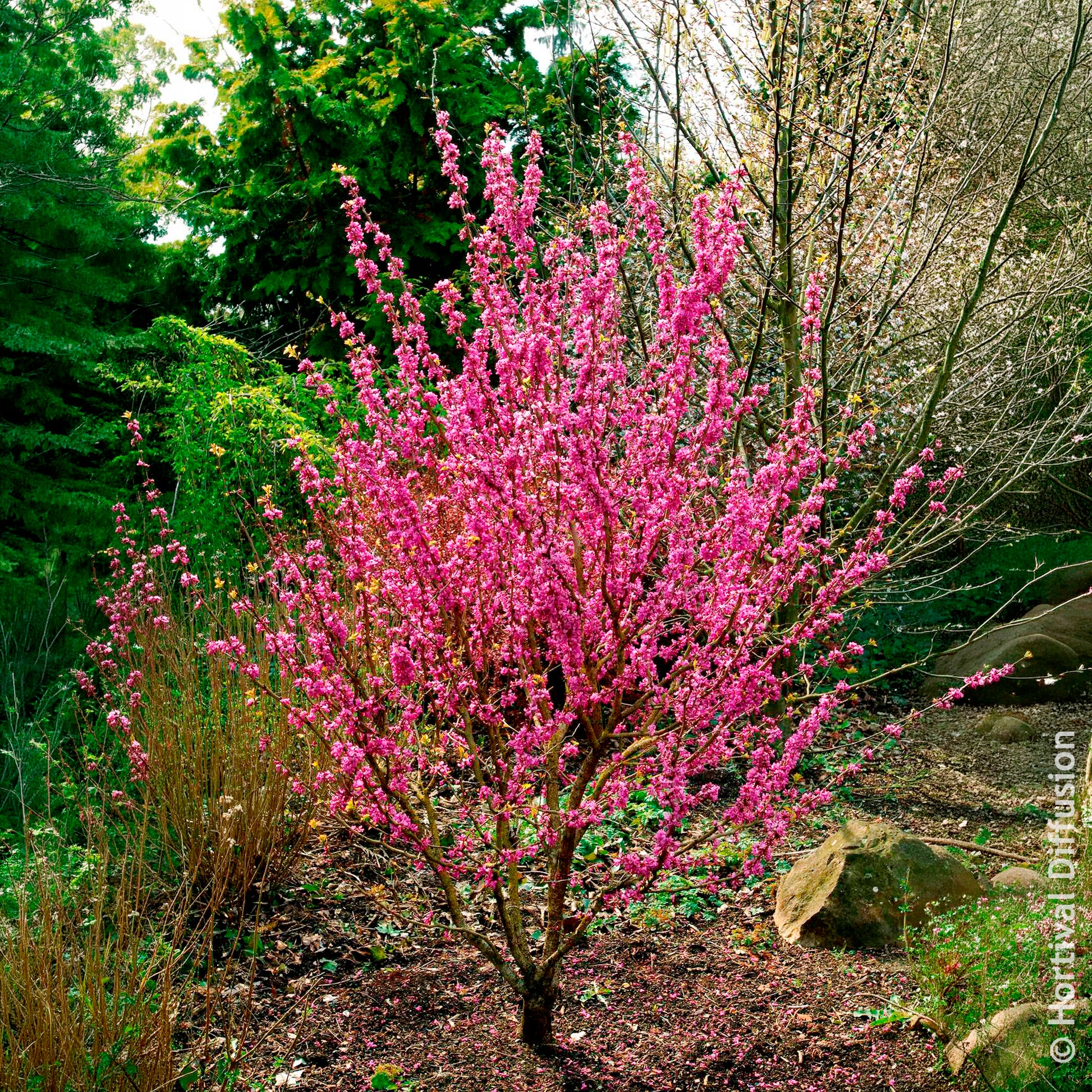 Cercis chinensis Avondale Pot - Chinese judasboom Avondale - Bomen