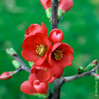 Chaenomeles speciosa Rubra - Japanse kweepeer Rubra - Bloeiende heesters