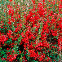 Japanse kweepeer Rubra - Chaenomeles speciosa Rubra - Bakker