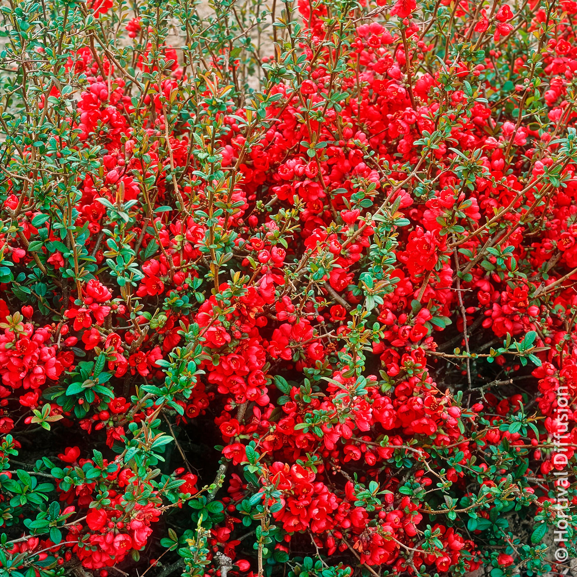 Japanse kweepeer Rubra - Chaenomeles speciosa Rubra - Bakker