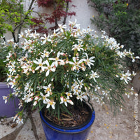 Choisya dewitteana Little Bee - Mexicaanse oranjebloesem Little Bee - Mexicaanse oranjebloesem