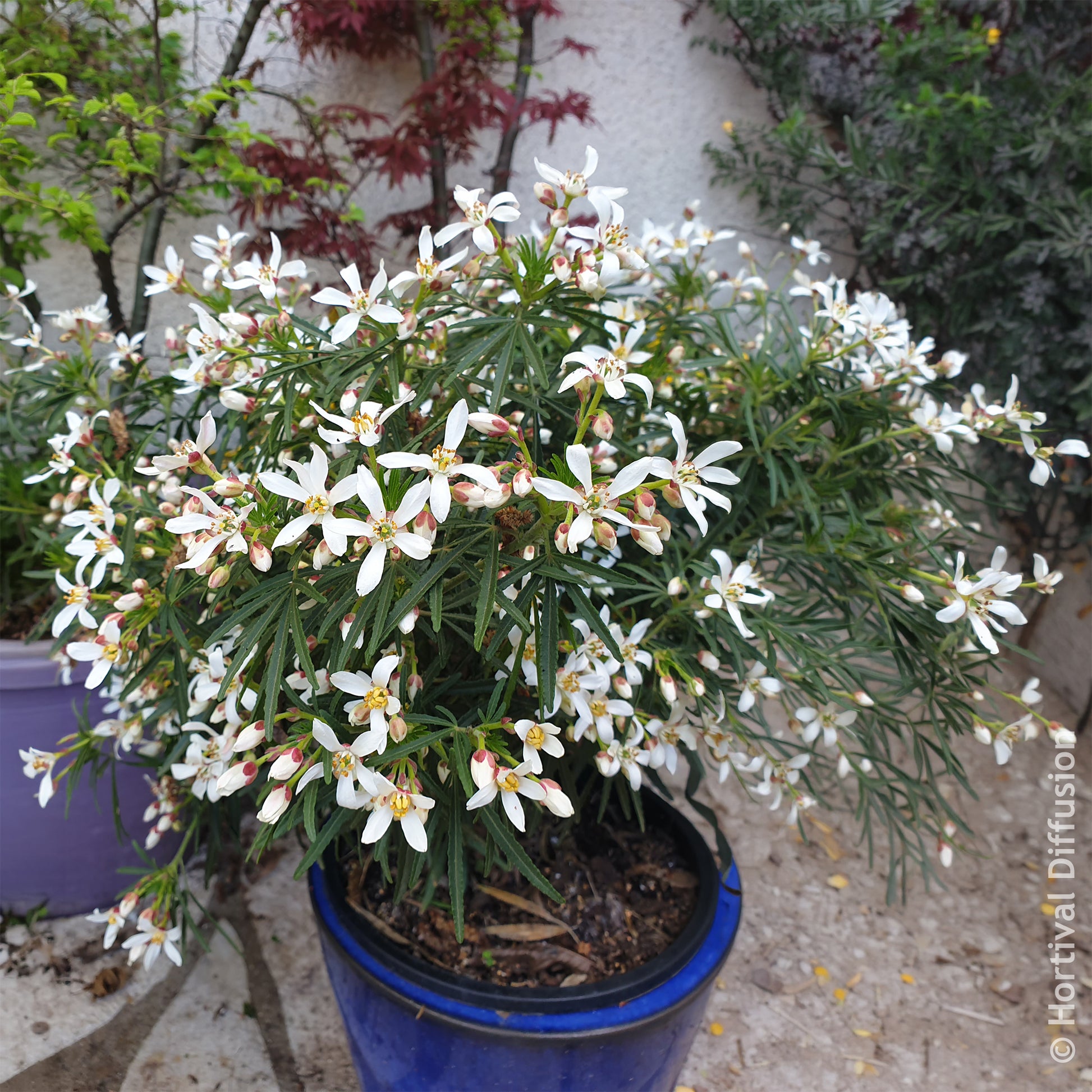 Choisya dewitteana Little Bee - Mexicaanse oranjebloesem Little Bee - Mexicaanse oranjebloesem