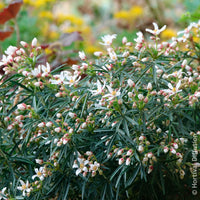 Mexicaanse oranjebloesem Little Bee - Choisya dewitteana Little Bee - Bakker