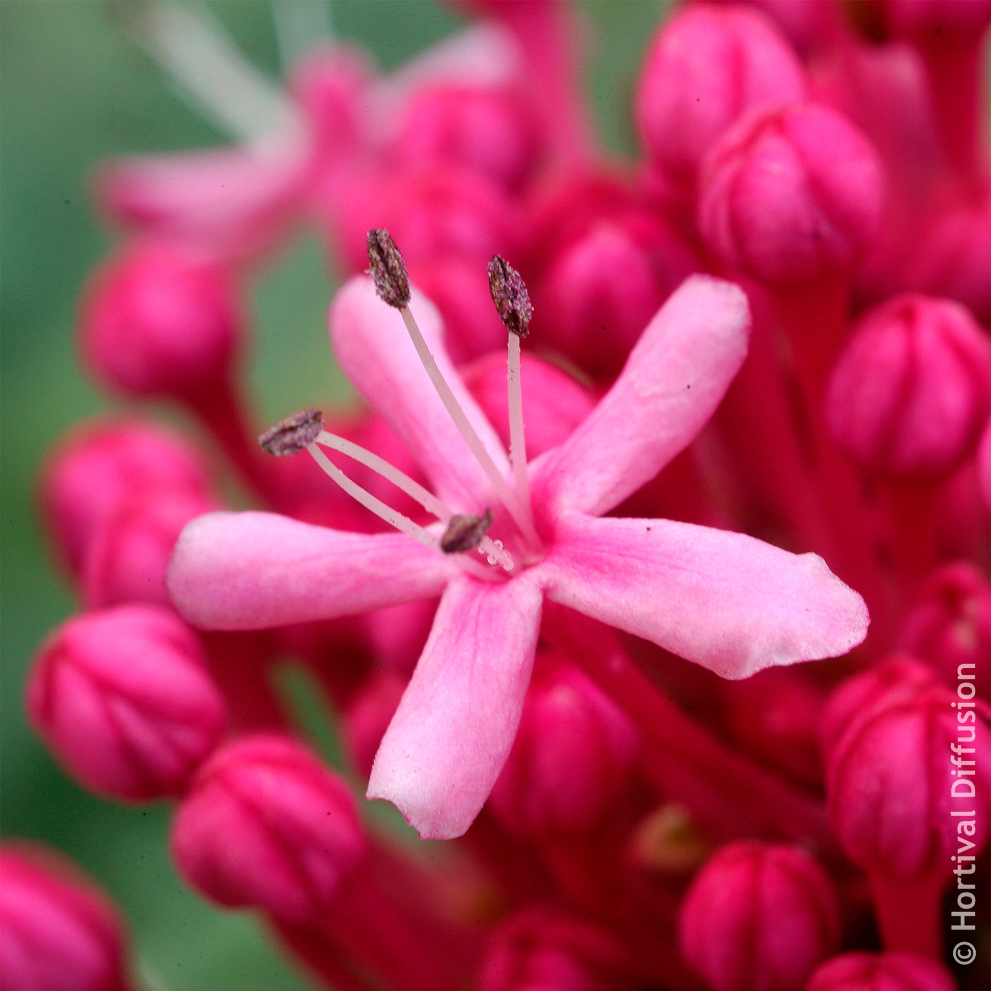 Bunges kansboom - Clerodendrum bungei - Bakker